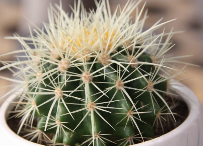 仙人掌生長環境