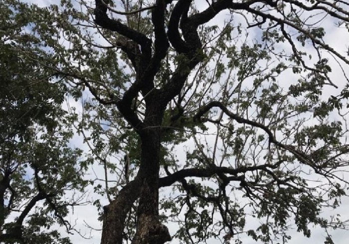 植物葉子功能 植物葉子功能