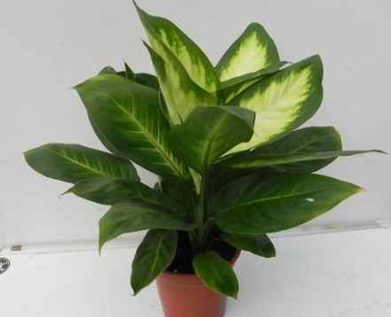 斑馬萬年青養護