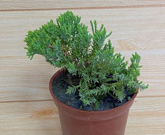 珍珠柏盆栽養護