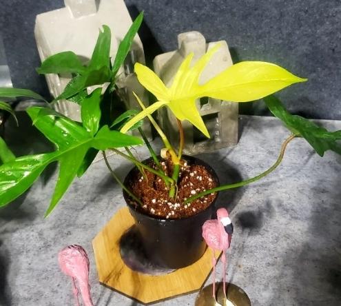 幽靈蔓綠絨 繁殖 幽靈蔓綠絨 繁殖