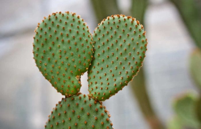仙人掌好处 仙人掌好处