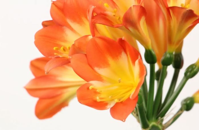 植物換盆後照顧