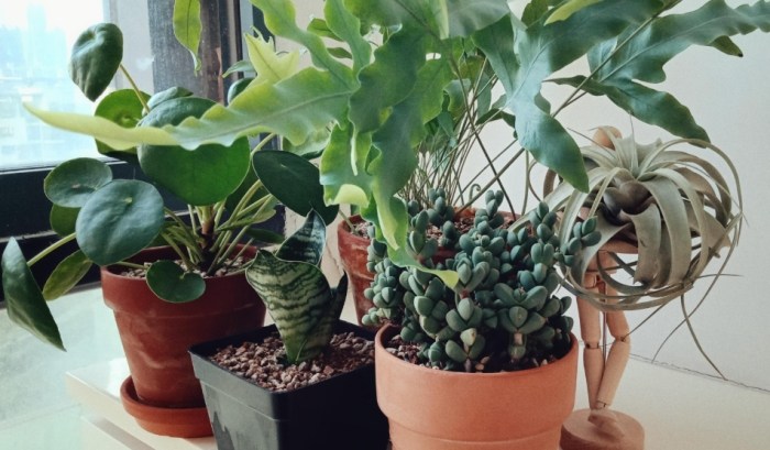 植物養護技巧 植物養護技巧