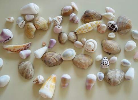 台灣夜光貝保護措施