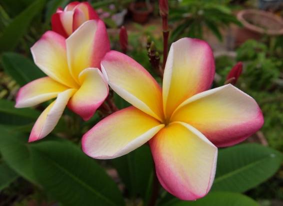 雞蛋花養護技巧