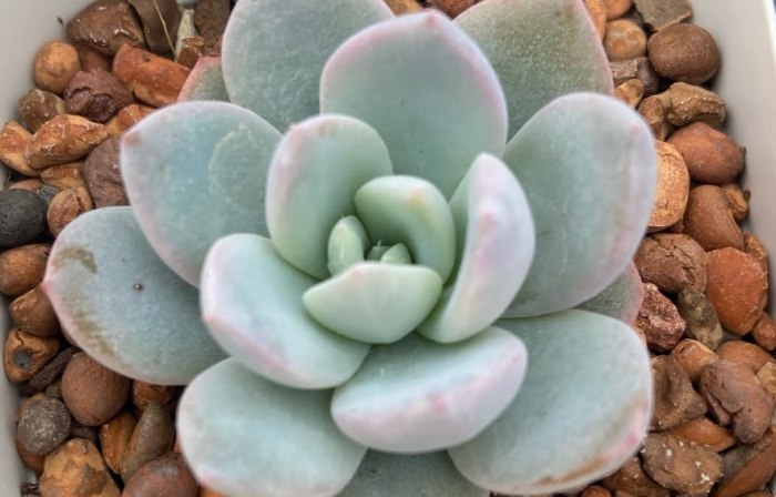 多肉植物繁殖 多肉植物繁殖