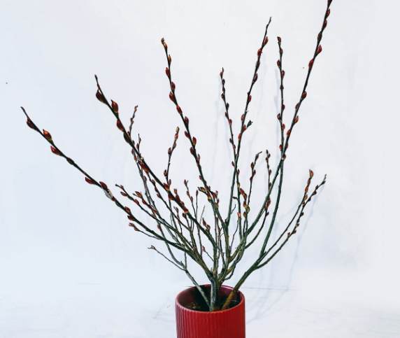 銀柳過敏症狀 銀柳過敏症狀