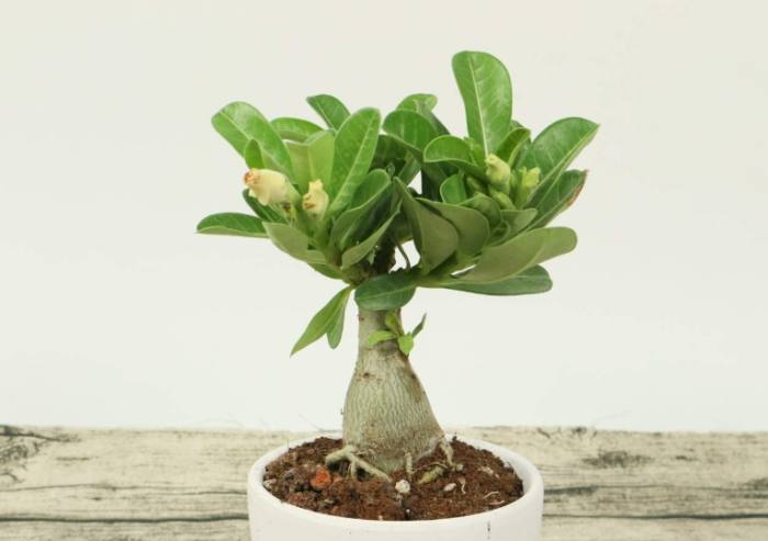 沙漠玫瑰養護方法 沙漠玫瑰養護方法