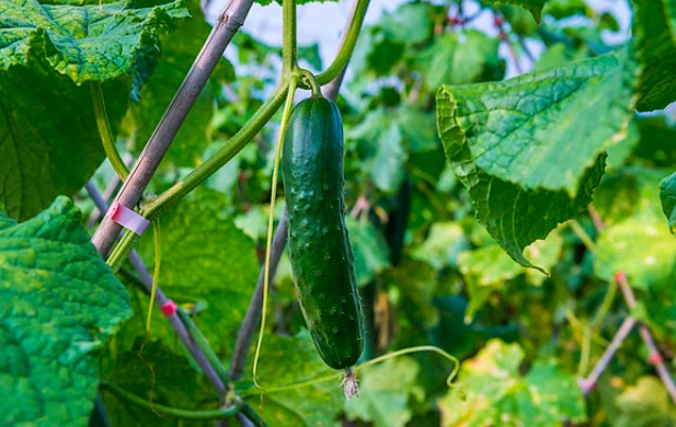 大胡瓜栽培時機 大胡瓜栽培時機