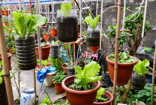 有機蔬菜種植 有機蔬菜種植