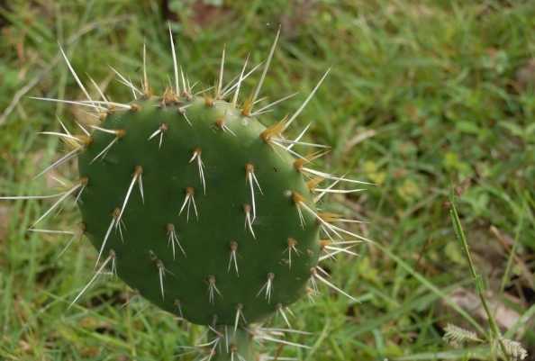 仙人掌病害防治