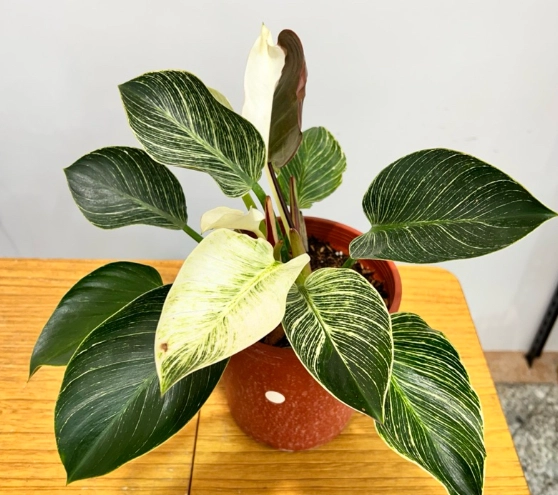 室內植物開花方法 室內植物開花方法