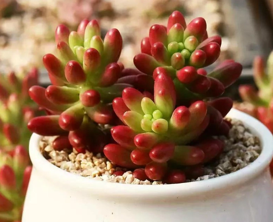 赤玉土多肉植物