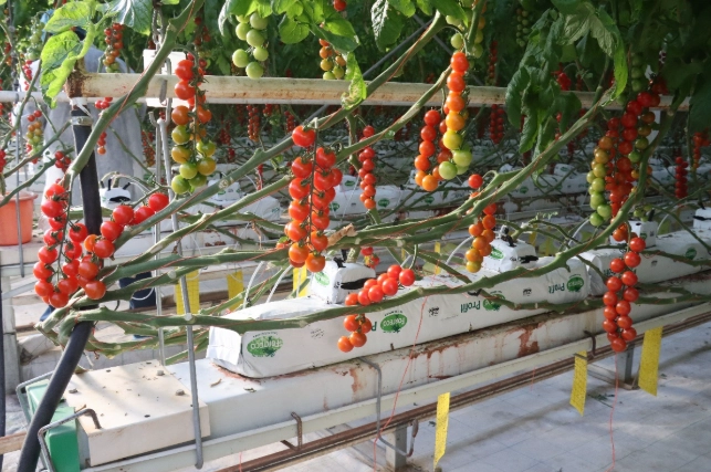 蕃茄生長高度優化