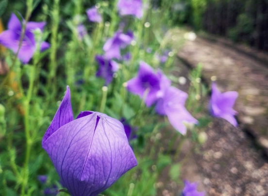 中心新村小吃 中心新村小吃