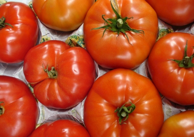 番茄白粉病預防 番茄白粉病預防