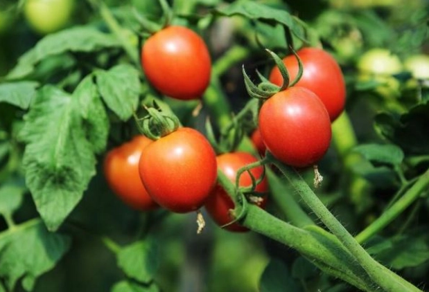 番茄多年生種植 番茄多年生種植