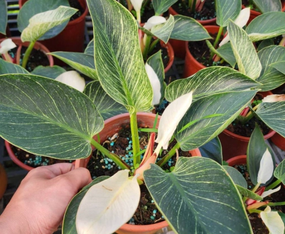 室內植物開花方法 室內植物開花方法