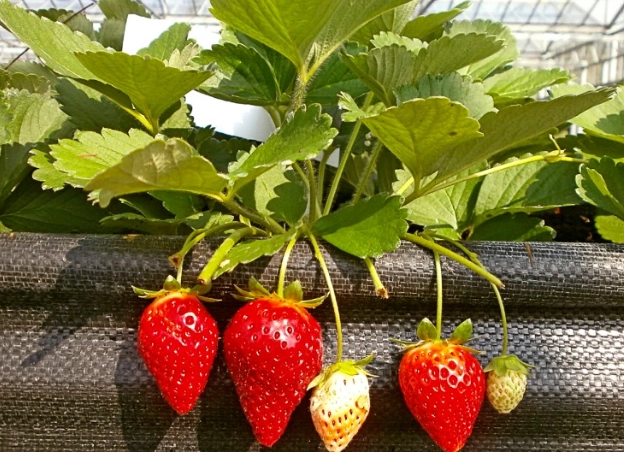 養樂多草莓種植方法 養樂多草莓種植方法
