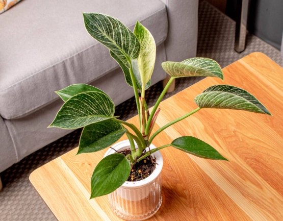 鉑金蔓綠絨養護