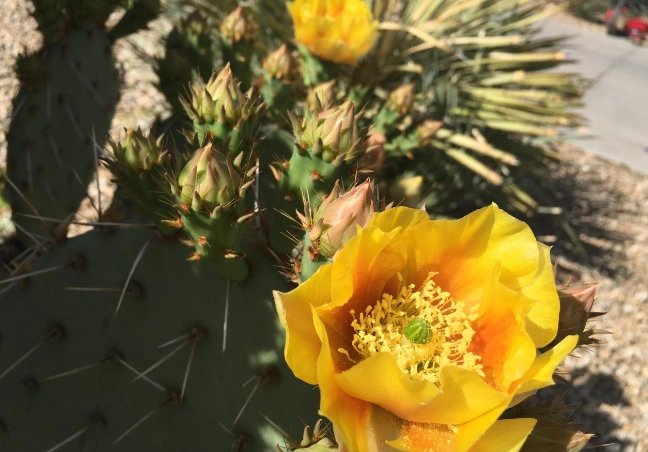 仙人掌軟化處理