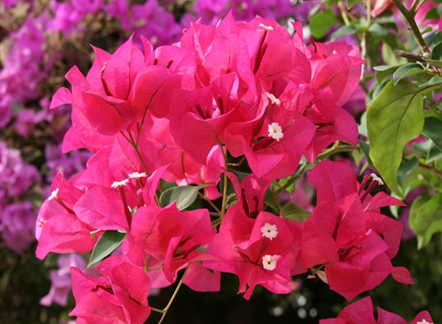 九重葛種子發芽 九重葛種子發芽