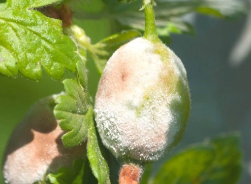 植物白粉病治療 植物白粉病治療