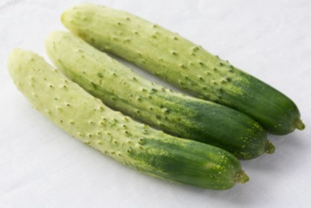 胡瓜種植常見問題 胡瓜種植常見問題