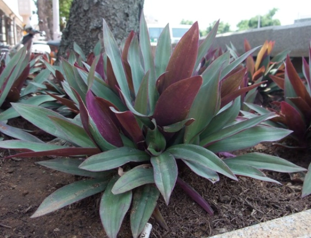 紫背萬年青好處 紫背萬年青好處