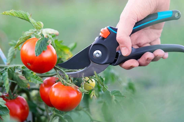 番茄修剪方法