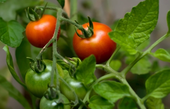 番茄溫度管理 番茄溫度管理