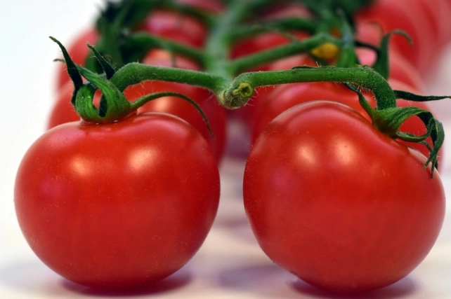 番茄施肥方法 番茄施肥方法