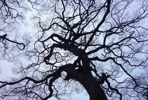 樹木枯黃救治 樹木枯黃救治