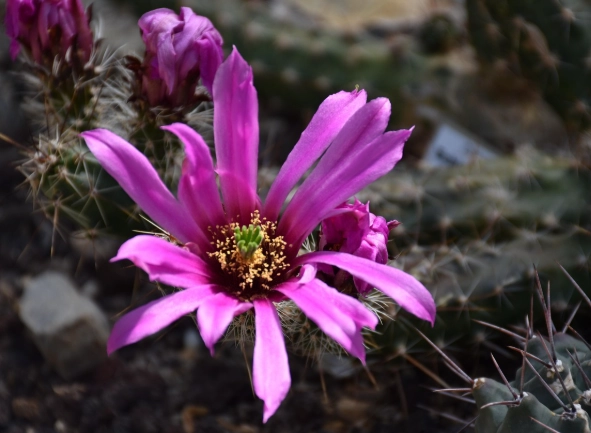 多肉植物入門 多肉植物入門