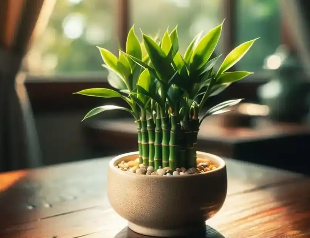 富貴竹施肥方法 富貴竹施肥方法