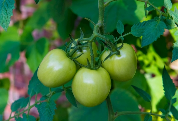 番茄白粉病治療 番茄白粉病治療