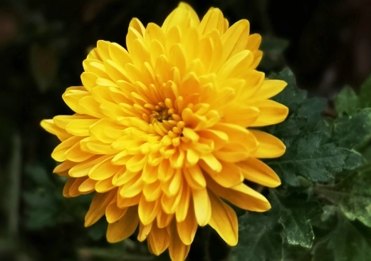 秋菊種植 秋菊種植