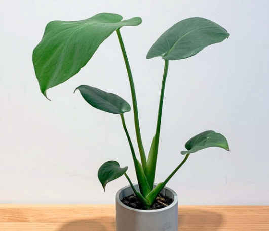 龜背芋葉子變黑