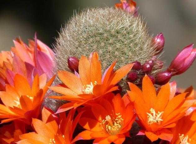 仙人掌養護 仙人掌養護