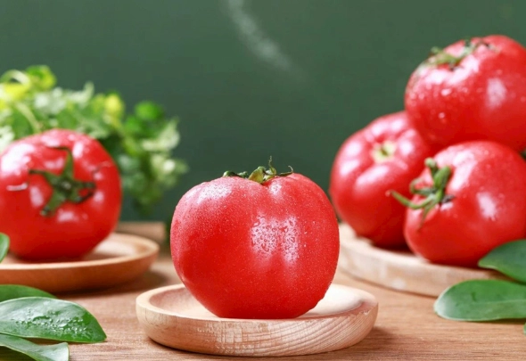 陽台種番茄 陽台種番茄