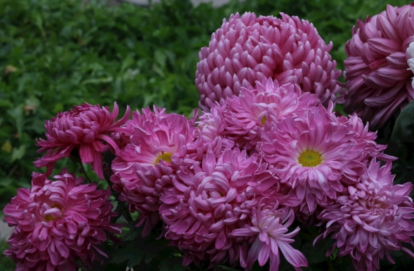 台灣秋菊文化 台灣秋菊文化