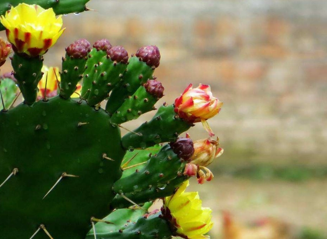 仙人掌軟化處理