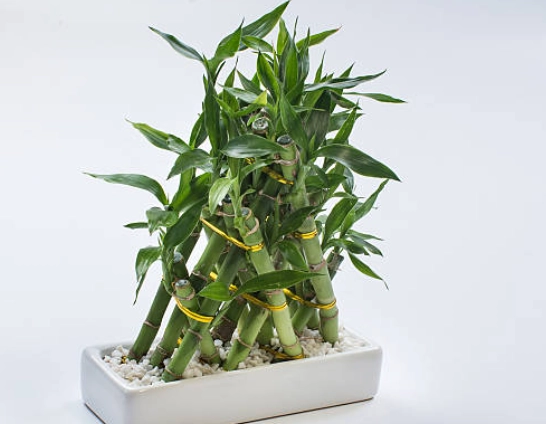 富貴竹施肥方法 富貴竹施肥方法