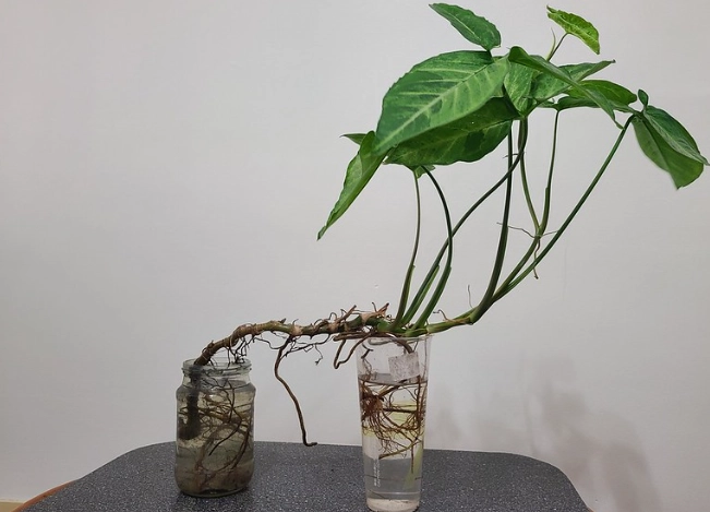 室内小盆栽 室内小盆栽