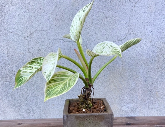 鉑金蔓綠絨照顧 鉑金蔓綠絨照顧