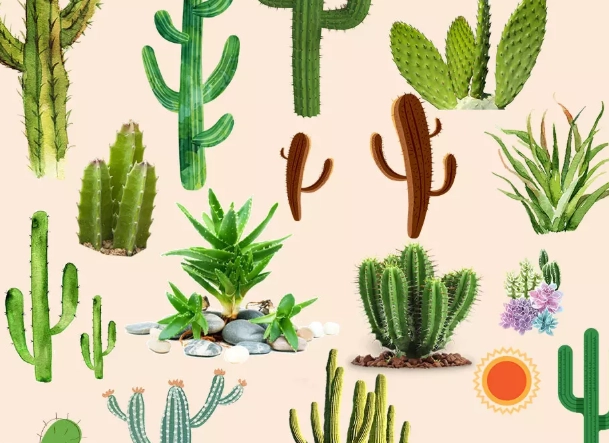 仙人掌養護技巧