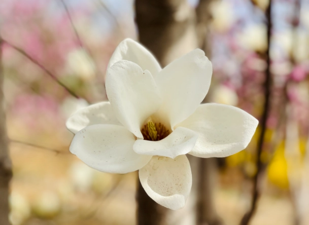玉蘭花嫁接技巧 玉蘭花嫁接技巧