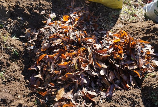 腐葉土泥炭土混合比例 腐葉土泥炭土混合比例