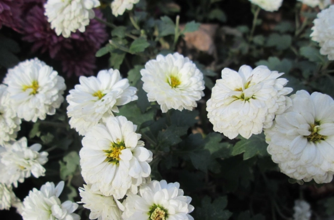 白菊中藥應用 白菊中藥應用